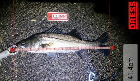 シーバスゲーム